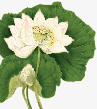 水墨画白荷花免抠