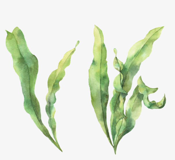 水彩手绘海草水草免抠