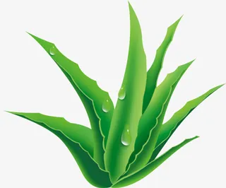 质感手绘芦荟素材免抠