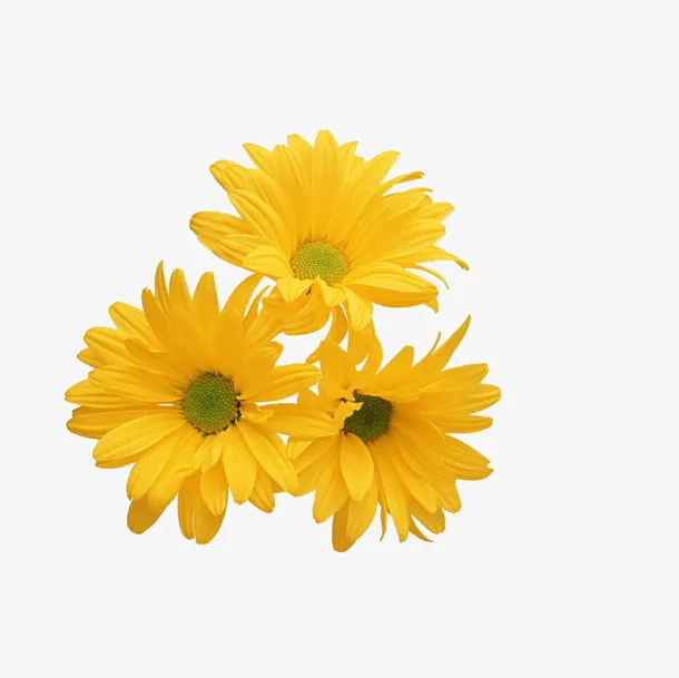 花 png 透明 素材 免扣免抠