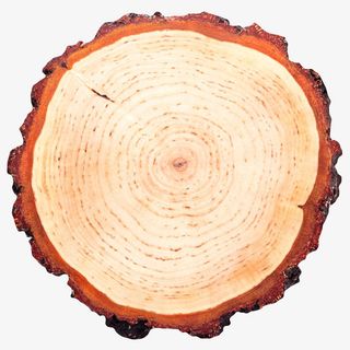 棕色带白红皮的木头截面实物免抠