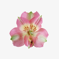 花朵免抠