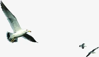 飞翔海报夏日活动大雁免抠