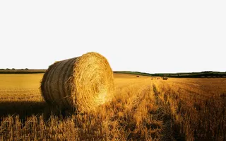 金黄色麦田风景二免抠