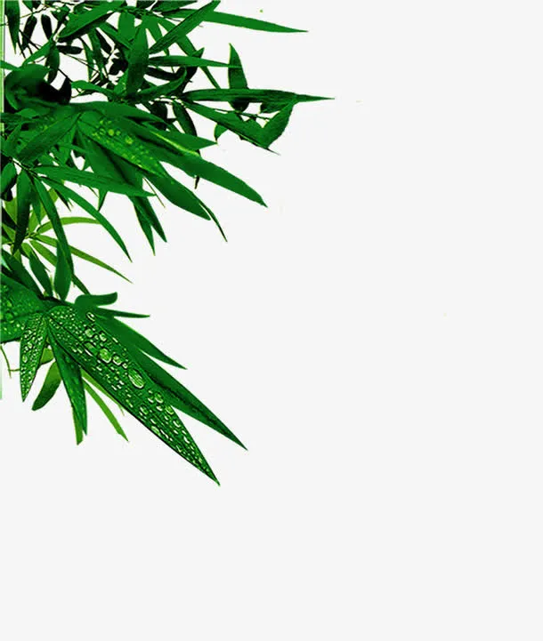绿色清爽树叶风景端午高清免抠