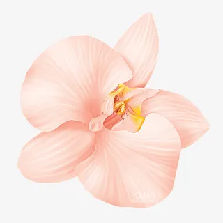 高清红色花朵花瓣免抠