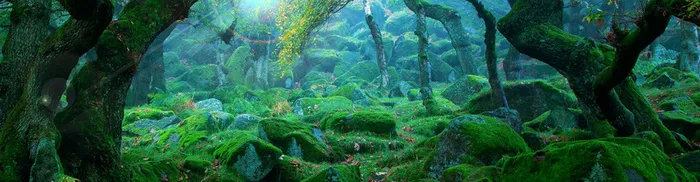 绿茵森林背景高清