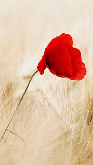 麦田里的一朵小花H5背景高清