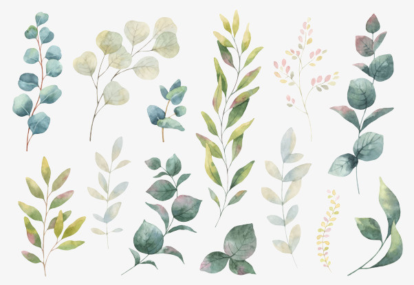 装饰植物 叶藤免抠