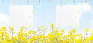 油菜花开彩色手绘banner高清