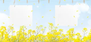 油菜花开彩色手绘banner高清