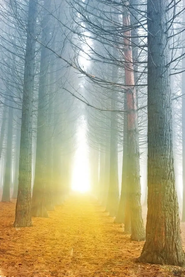 日出大树远方前途免抠