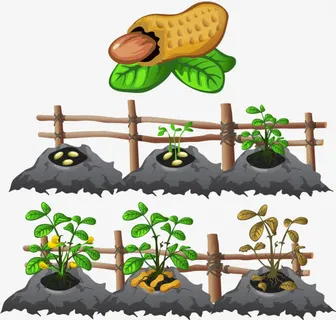 花生生长过程免抠