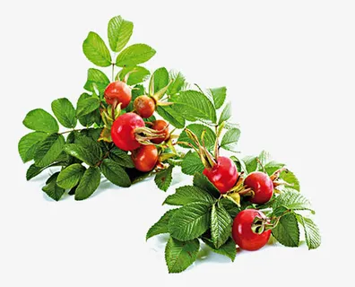 漂亮的玫瑰果素材图片免抠