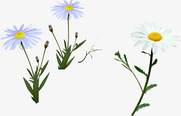 清新淡雅花朵装饰春天免抠