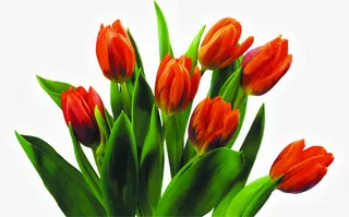 教师节高清红色花朵绿叶免抠