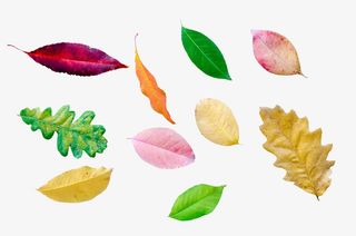春天绿色彩色叶子免抠