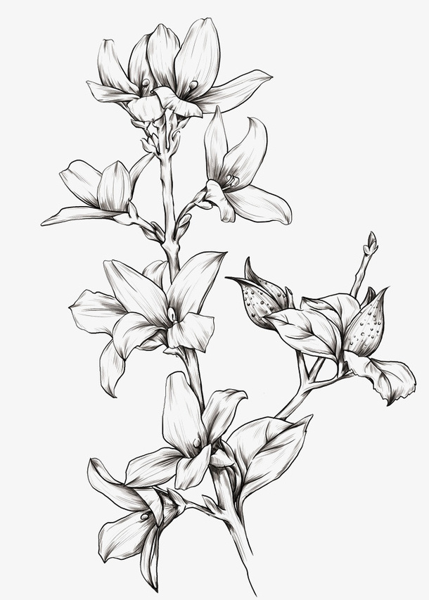 手绘草药线稿免抠