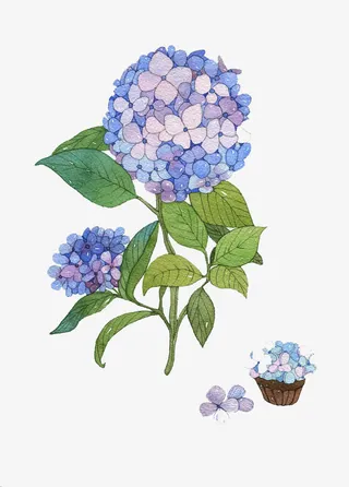 绣球花装饰免抠