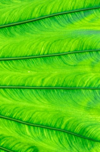 粗壮的绿叶叶脉免抠背景底纹元素