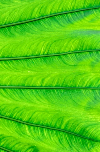 粗壮的绿叶叶脉免抠背景底纹元素