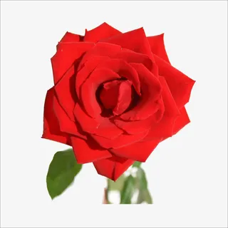 红玫瑰免抠