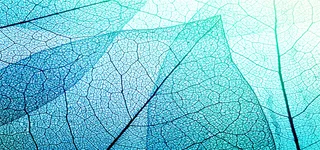 蓝色植物叶子背景高清