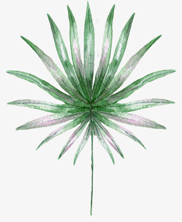 手绘水彩树枝树叶免抠