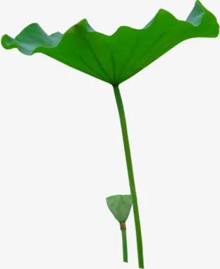 花径荷叶莲子免抠