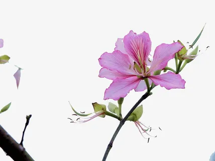小清新红花羊蹄甲免抠素材免抠 小清新红花羊蹄甲免抠素材免抠