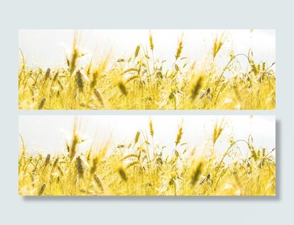 金色麦田背景高清