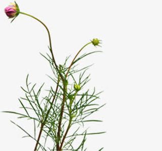 紫色春天花朵郊外免抠