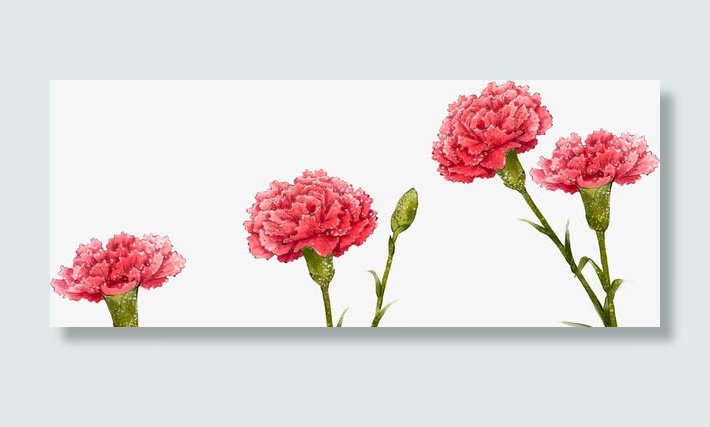 红色盛开节日康乃馨花朵免抠