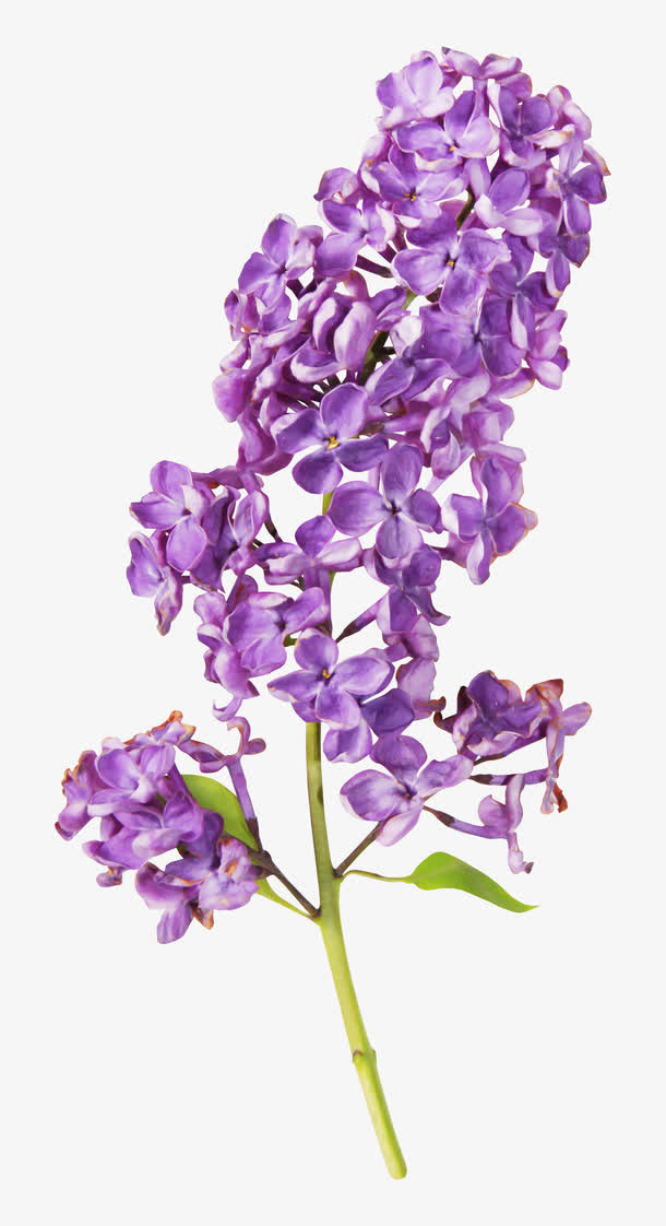 漂亮藏红花花枝免抠