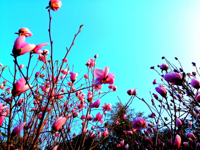 春天 玉兰 花儿 风景高清