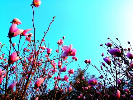 春天 玉兰 花儿 风景高清 春天 玉兰 花儿 风景高清