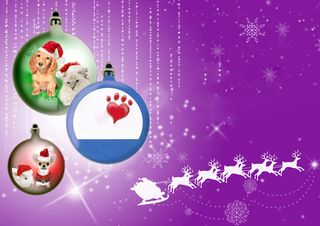 宠物海报背景素材高清