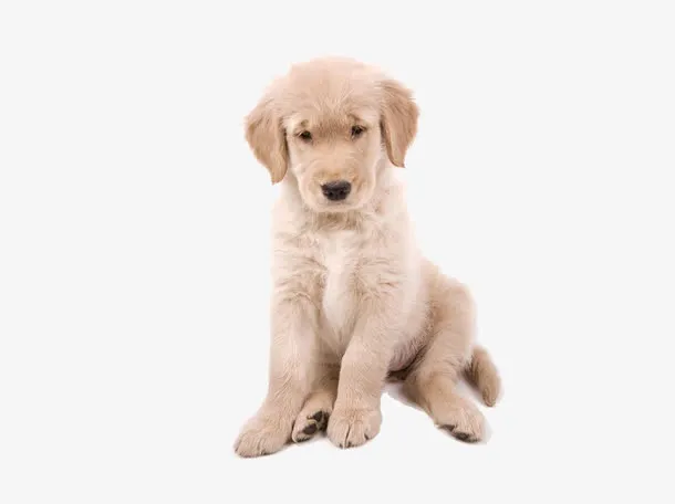 委屈的小狗免抠