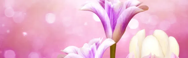 大气紫色梦幻花朵免抠