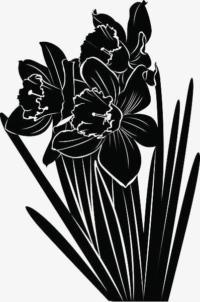 黑色水仙花手绘剪影免抠