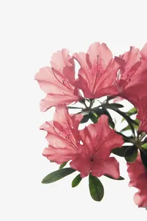杜鹃花免抠 杜鹃花免抠