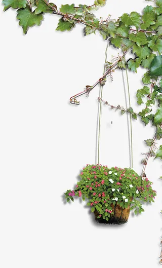 爬山虎枝条素材免抠