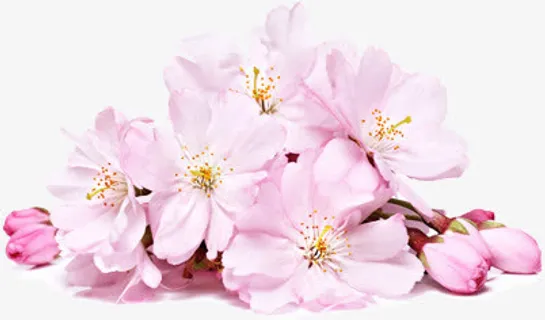 粉色樱花春天花朵免抠 粉色樱花春天花朵免抠
