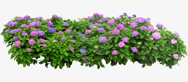 薰衣草花圃免抠