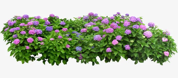薰衣草花圃免抠