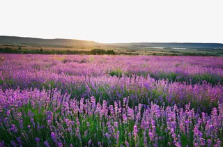 夕阳下的薰衣草花海素材免抠