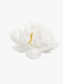 白色花瓣黄色中心花蕊免抠