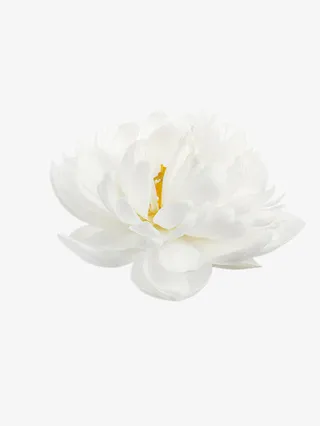 白色花瓣黄色中心花蕊免抠