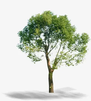 树影大树美好景观免抠