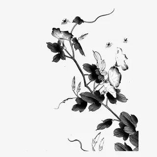 水墨牵牛花插图免抠